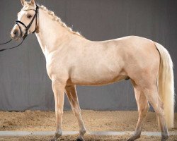 dressage horse Glückspilz (German Riding Pony, 2017, from Golden West NRW)