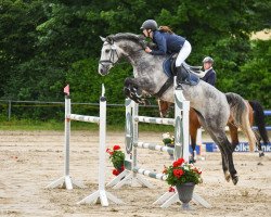 jumper S Lucky Stakkolensky B Z (Zangersheide riding horse, 2016, from Sir Obolensky Z)