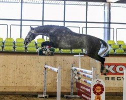 jumper Cocos (German Sport Horse, 2018, from Chacoon Blue)