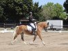 dressage horse Esmee van de Venkant (Haflinger, 2000)