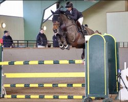 jumper Elissimo (KWPN (Royal Dutch Sporthorse), 2009, from Guidam)