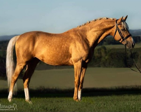 Dressurpferd Fenati Gold S (Belgisches Warmblut, 2015, von Ferguson)