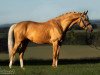 Dressurpferd Fenati Gold S (Belgisches Warmblut, 2015, von Ferguson)