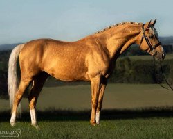 dressage horse Fenati Gold S (Belgian Warmblood, 2015, from Ferguson)