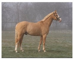 stallion Gold des Beaux (Selle Français, 2016, from Bonanza)