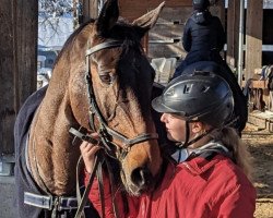 Springpferd Camillo 182 (Holsteiner, 2008, von Cayado 3)