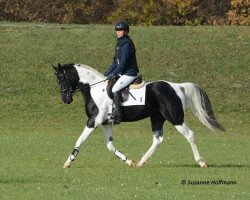 stallion SH Secret Legacy (Pintabian, 2013, from SH Secret Gamble)