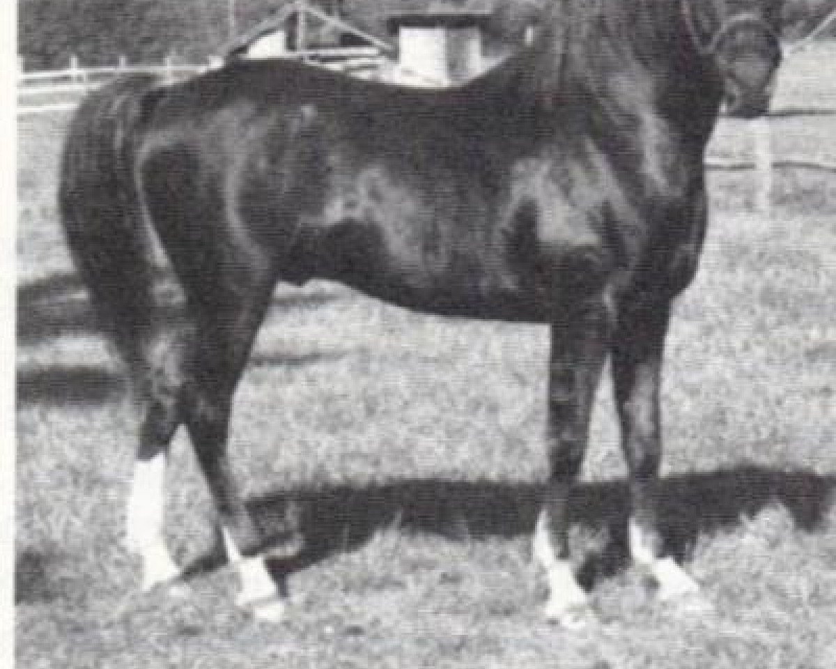 stallion Fidl Fadl ox (Arabian purebred, 1958, from Ibn Fadl ox)