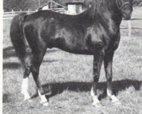 stallion Fidl Fadl ox (Arabian thoroughbred, 1958, from Ibn Fadl ox)