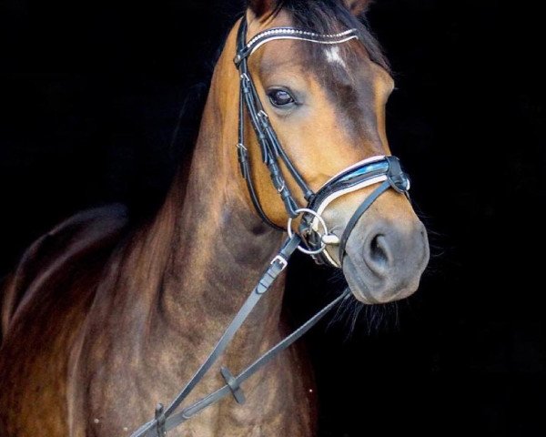jumper Equile‘s Alexander (New Forest Pony, 2016, from Slangenburg's Alexander)