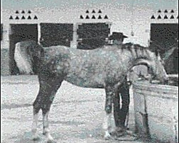 Zuchtstute Oromana ox (Vollblutaraber, 1960, von Maquillo ox)