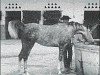 broodmare Oromana ox (Arabian thoroughbred, 1960, from Maquillo ox)