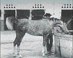 broodmare Oromana ox (Arabian thoroughbred, 1960, from Maquillo ox)