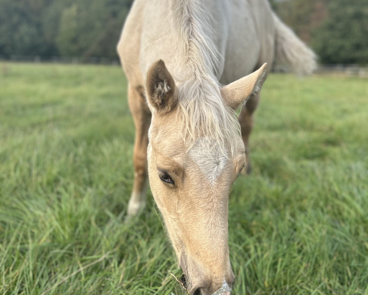 horse Unique Charming Camino (Welsh-Cob (Sek. D), 2023, from Medley Creme Supreme)