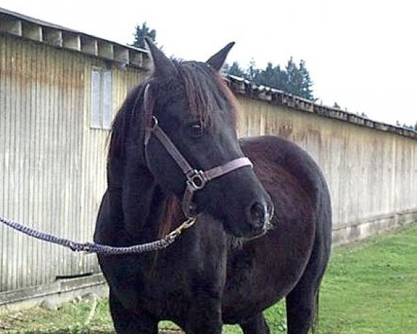 broodmare Malabar Sheen ox (Arabian thoroughbred, 1983, from Sunny Acres Romeo ox)