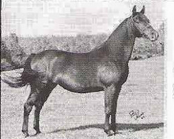 broodmare Sunny Acres Lovejoye ox (Arabian thoroughbred, 1956, from Ibn Hanad ox)