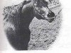 stallion Sunny Acres Romeo ox (Arabian thoroughbred, 1965, from Sunny Acres Cherokee ox)