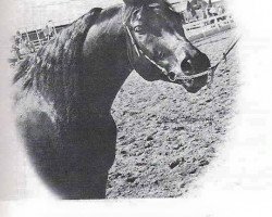 stallion Sunny Acres Romeo ox (Arabian thoroughbred, 1965, from Sunny Acres Cherokee ox)