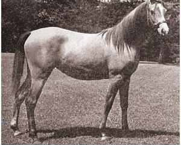 broodmare Joye ox (Arabian thoroughbred, 1948, from Raffles ox)