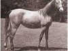 broodmare Joye ox (Arabian thoroughbred, 1948, from Raffles ox)