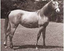 broodmare Joye ox (Arabian thoroughbred, 1948, from Raffles ox)