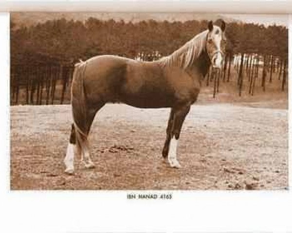 stallion Ibn Hanad ox (Arabian thoroughbred, 1947, from Hanad 1922 ox)