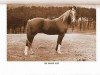 stallion Ibn Hanad ox (Arabian thoroughbred, 1947, from Hanad 1922 ox)