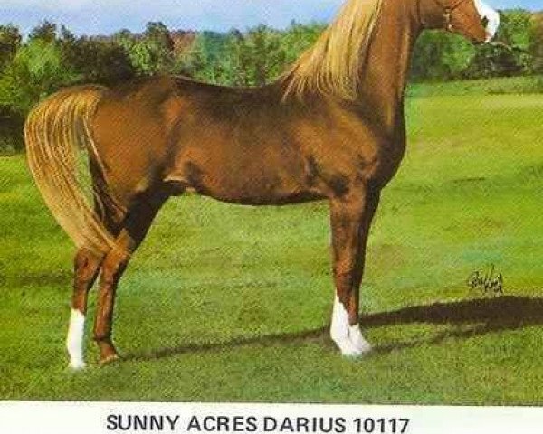 Pferd Sunny Acres Darius ox (Vollblutaraber, 1955, von Ibn Hanad ox)