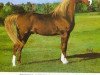 horse Sunny Acres Darius ox (Arabian thoroughbred, 1955, from Ibn Hanad ox)