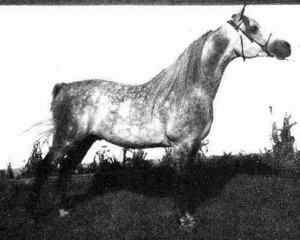 stallion SA Ibn Star ox (Arabian thoroughbred, 1969, from Sunny Acres Tarzan ox)