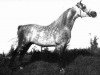 stallion SA Ibn Star ox (Arabian thoroughbred, 1969, from Sunny Acres Tarzan ox)