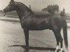 stallion Sunny Acres Aeneas ox (Arabian thoroughbred, 1958, from Ibn Hanad ox)