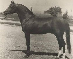 stallion Sunny Acres Aeneas ox (Arabian thoroughbred, 1958, from Ibn Hanad ox)