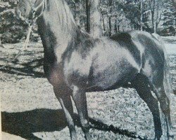 stallion Tsali ox (Arabian thoroughbred, 1952, from Ibn Hanad ox)