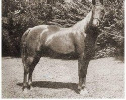 broodmare My Bonnie Nylon ox (Arabian thoroughbred, 1946, from Raffles ox)