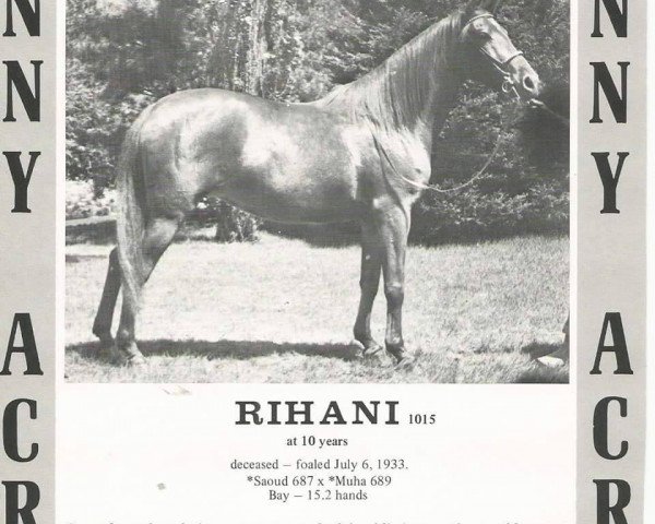 broodmare Rihani ox (Arabian thoroughbred, 1933, from Saoud ox)