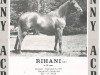 Zuchtstute Rihani ox (Vollblutaraber, 1933, von Saoud ox)
