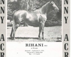 broodmare Rihani ox (Arabian thoroughbred, 1933, from Saoud ox)