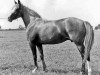 broodmare Maedae ox (Arabian thoroughbred, 1952, from Ibn Hanad ox)