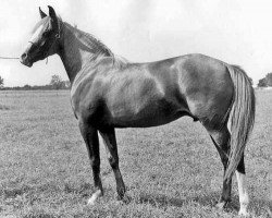 broodmare Maedae ox (Arabian thoroughbred, 1952, from Ibn Hanad ox)