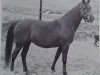 broodmare Sunny Acres Katydid ox (Arabian thoroughbred, 1954, from Ibn Hanad ox)