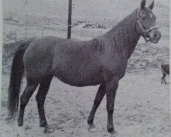 broodmare Sunny Acres Katydid ox (Arabian thoroughbred, 1954, from Ibn Hanad ox)