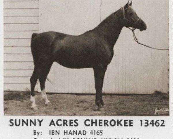 Pferd Sunny Acres Cherokee ox (Vollblutaraber, 1958, von Ibn Hanad ox)