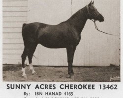 Pferd Sunny Acres Cherokee ox (Vollblutaraber, 1958, von Ibn Hanad ox)