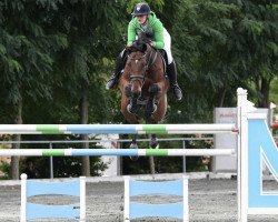 jumper Laesserhof's Con Liberty (Oldenburg show jumper, 2008, from Contendro I)