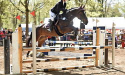 jumper For Univers (Oldenburg show jumper, 2012, from For Pleasure)