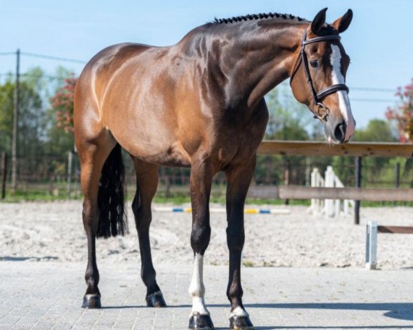 Springpferd Latino (KWPN (Niederländisches Warmblut), 2016, von Carthino Z)