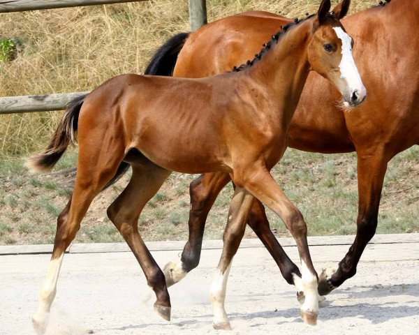 Springpferd Balou du Lorne (Deutsches Sportpferd, 2019, von Balou du Rouet)