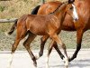 jumper Balou du Lorne (German Sport Horse, 2019, from Balou du Rouet)