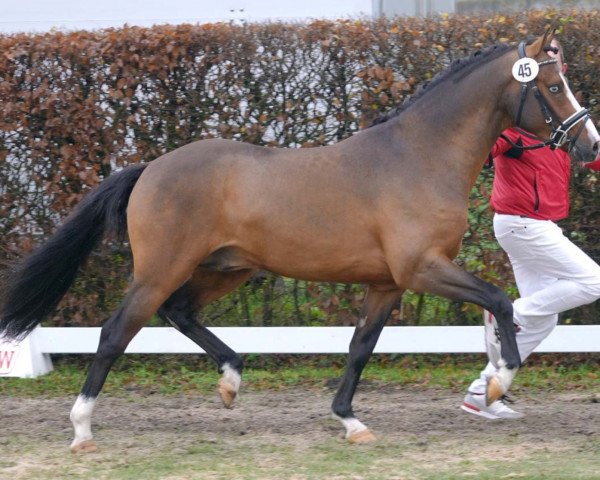 Deckhengst Quintus (Deutsches Reitpony, 2018, von Quaterback's Junior)